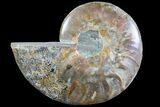 Bargain, Polished Ammonite Fossil (Half) - Agatized #77414-1
